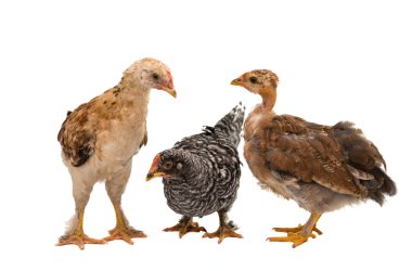 Tavuk arıyorsunuz ve ayakta