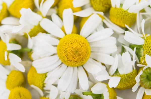 Medical daisy — Stock Photo, Image