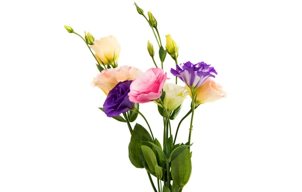 Квітка eustoma — стокове фото