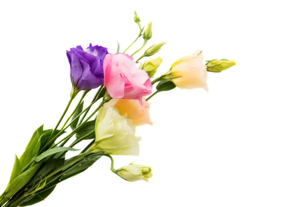 Flor de eustoma — Foto de Stock