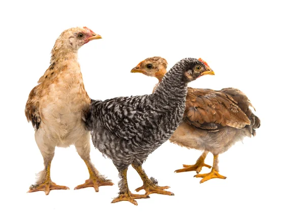 Chickens is standing and looking — Stock Photo, Image