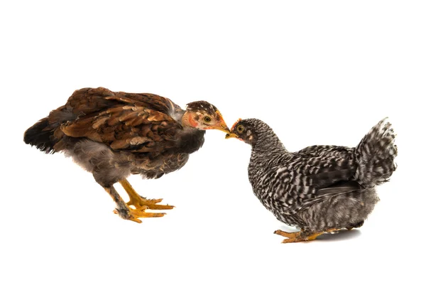 Csirkék állandó és keres — Stock Fotó