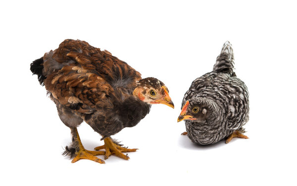 Chickens is standing and looking