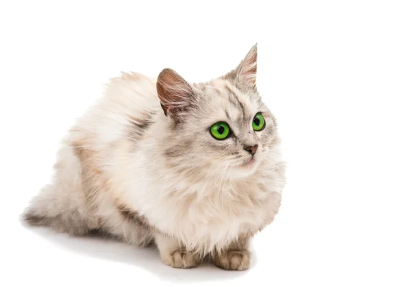 Gatto grigio — Foto Stock