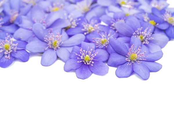 Hepatica nobilis — Fotografia de Stock