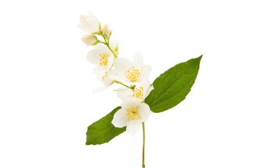 Yasemin 'in bir dalı 