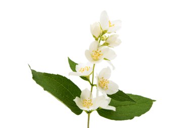 Yasemin 'in bir dalı 