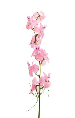 kır çiçekleri izole 