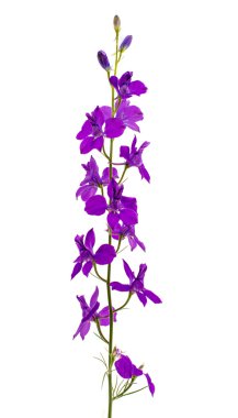 kır çiçekleri izole 