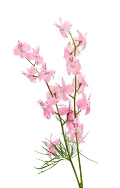 kır çiçekleri izole 