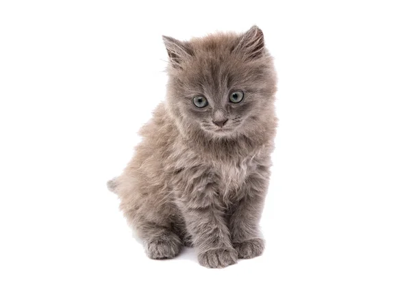 Grijze kitten — Stockfoto