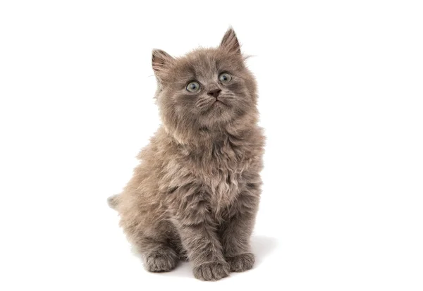 Grijze kitten — Stockfoto