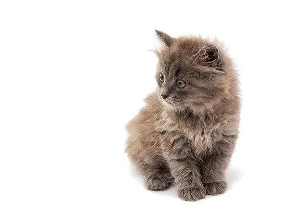 Grijze kitten — Stockfoto