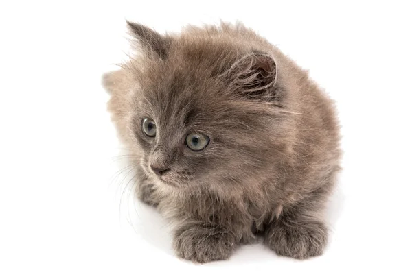 Gray kitten — Stock Photo, Image