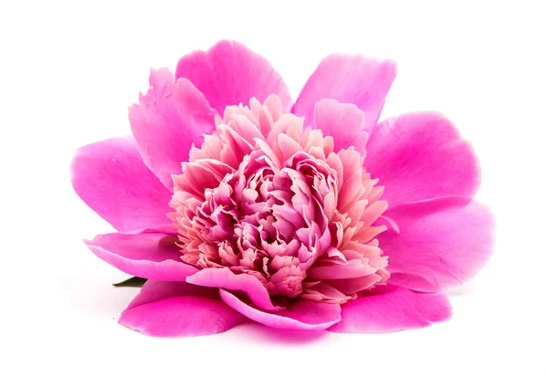 Peony — Stockfoto