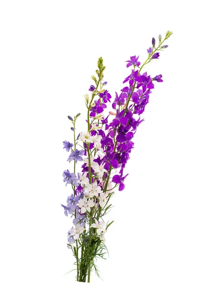 Wild flowers isolated — Stock Photo, Image