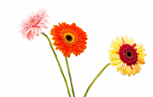 Gerbera — Stockfoto