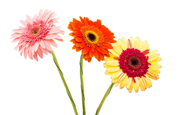 Gerbera — Foto Stock