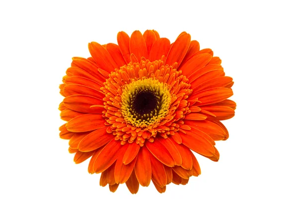 Gerbera — Stockfoto