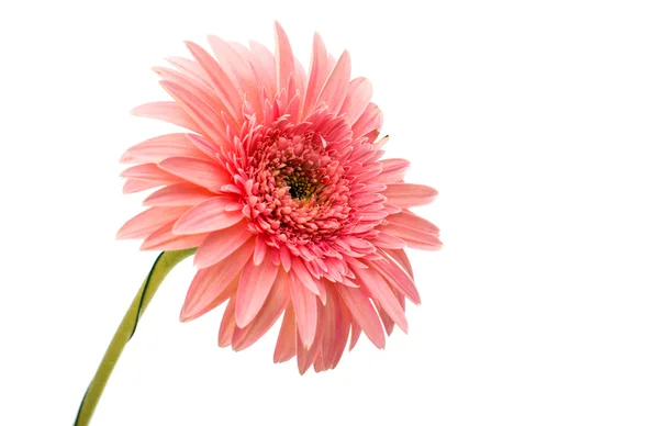 Gerbera — Fotografie, imagine de stoc