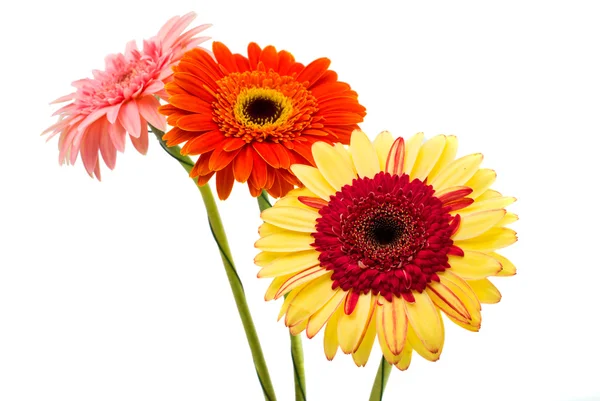 Gerbera Stock Picture