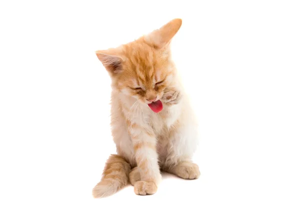 Kitten — Stock Photo, Image