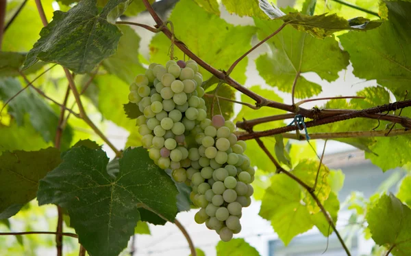 Bukiet winogron na winorośli — Zdjęcie stockowe