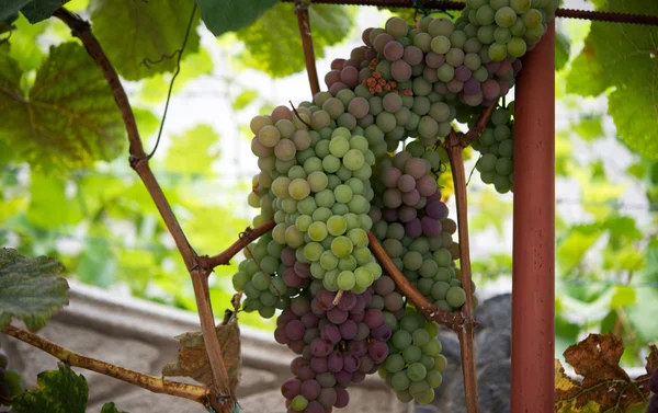 Racimo de uvas en la vid — Foto de Stock