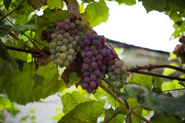 Grappolo d'uva sulla vite — Foto Stock