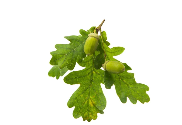 Green acorn — Stock Photo, Image