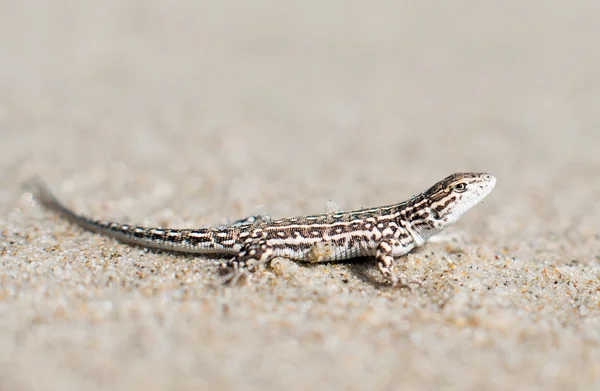 Small lizard — Stock Photo, Image