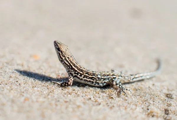 Small lizard — Stock Photo, Image