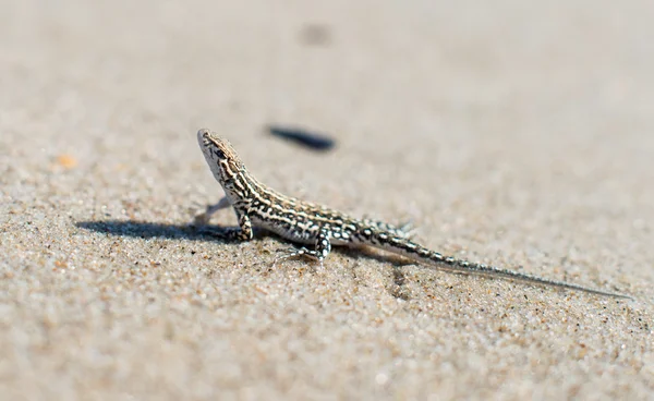 Small lizard — Stock Photo, Image