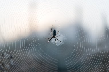 Örümcek ağı (örümcek ağı)