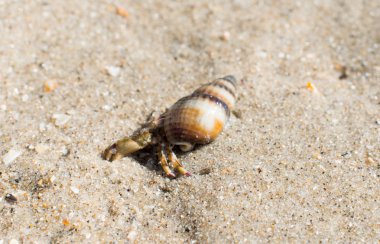 Kumsalda deniz kabuğu