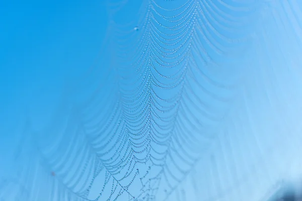 Pavučina proti modré obloze — Stock fotografie