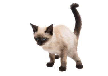 Siyam kedi yavrusu