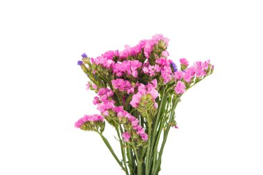 güzel bir sonbahar çiçek