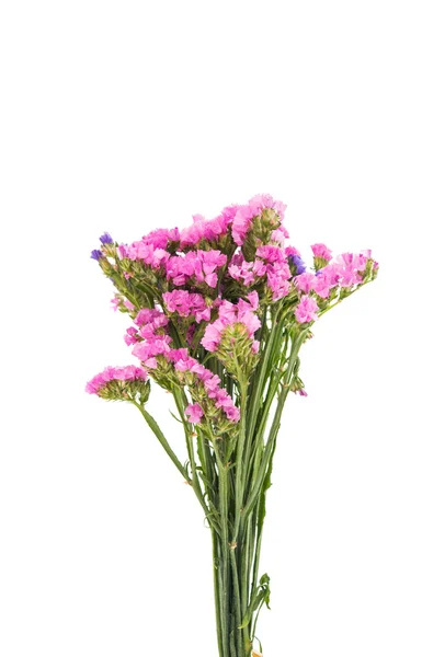 Vacker höst blomma — Stockfoto