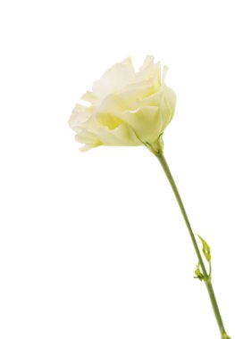 eustoma çiçek
