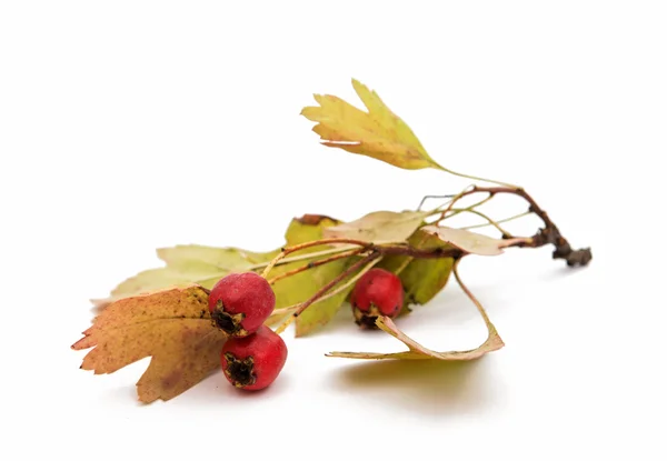 Hawthorn — Stock Photo, Image