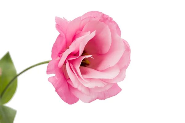 Flor de eustoma — Foto de Stock