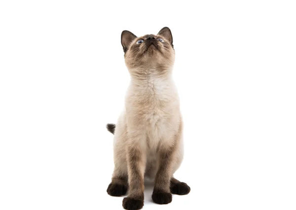 Сиамская кошка изолирована — стоковое фото