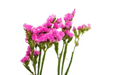 güzel bir sonbahar çiçek