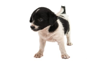 siyah-beyaz köpek yavrusu