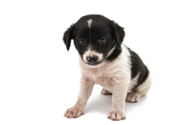 siyah-beyaz köpek yavrusu