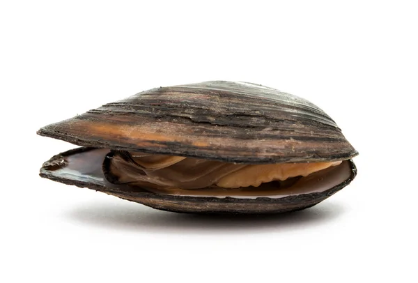 Cozze — Foto Stock