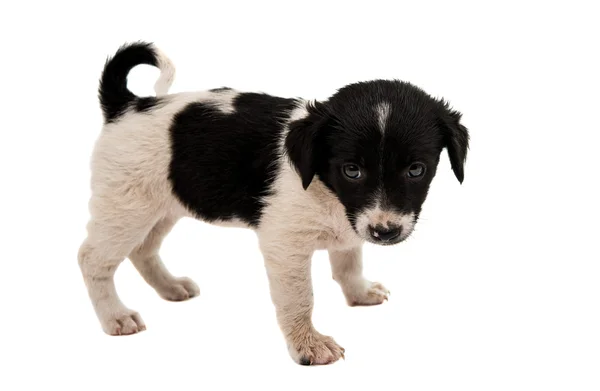 Cucciolo bianco e nero — Foto Stock