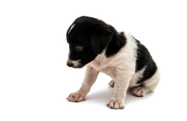 Černé a bílé štěně — Stock fotografie