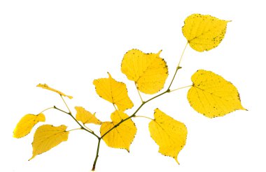 Sonbahar Yaprakları